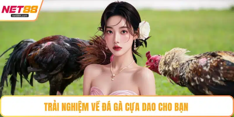 Trải nghiệm về đá gà cựa dao cho bạn